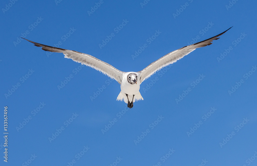 seagull on blue sky background seagull on blue sky background
