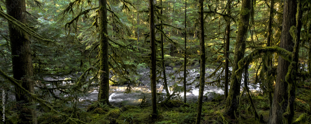 Fototapeta premium Dungeness River Panorama below Gold Creek, Olympic National Forest