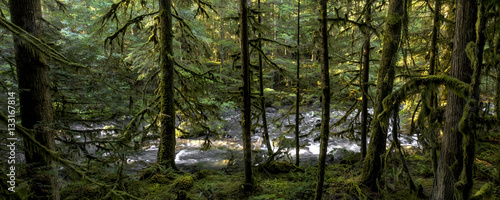 Dungeness River Panorama below Gold Creek, Olympic National Forest
