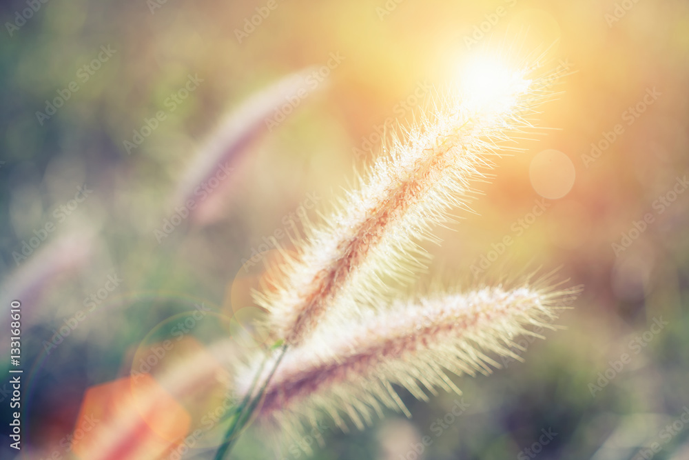 Soft focus of grass flower with sunset light and flare. Vintage Soft focus of grass flower with sunset light and flare. Vintage
