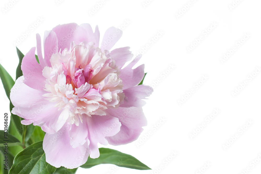 Floral wallpaper. Beautiful pink peony, isolated  on white background. 