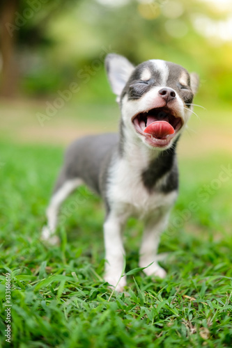 Chihuahua Standing on Grass Lawn and yawning © starkytang