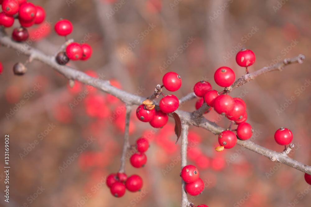 Branch with Bright Red Berries Branch with Bright Red Berries