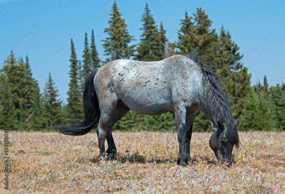 Naklejka premium Wild Horse Blue Roan colored Band Stallion grazing in the mountains of the western United States