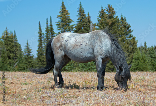 Wild Horse Blue Roan colored Band Stallion grazing in the mountains of the western United States