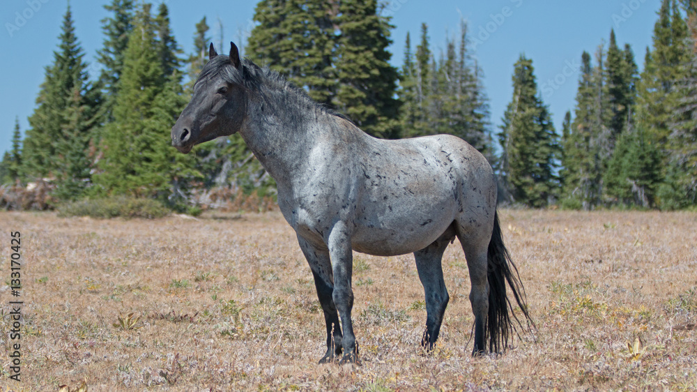 Wild Horse Blue Roan Band Stallion in the Pryor Mountains in Montana – Wyoming US of A. Wild Horse Blue Roan Band Stallion in the Pryor Mountains in Montana – Wyoming US of A.
