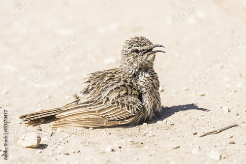 Cape Long-billed Lark photo