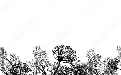 Seamless border of fennel plant silhouette