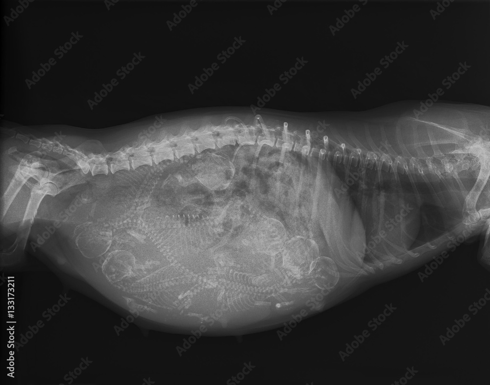 How Much Does An X Ray Cost For A Pregnant Dog