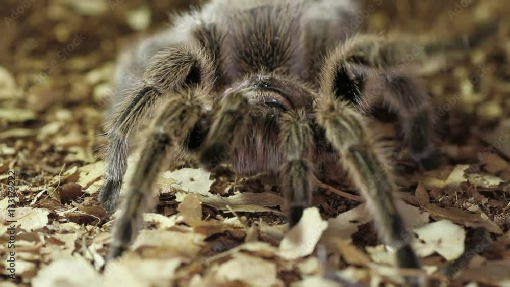 Chilean rose tarantula (Grammostola rosea)
Chilean rose tarantula (Grammostola rosea)