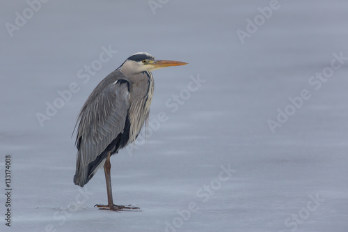 Obraz na plátně Portrait of grey heron (Ardea cinerea)
