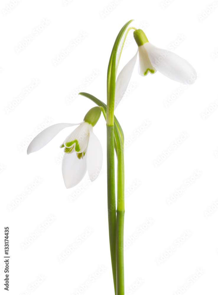 Two snowdrop flowers isolated on white background.