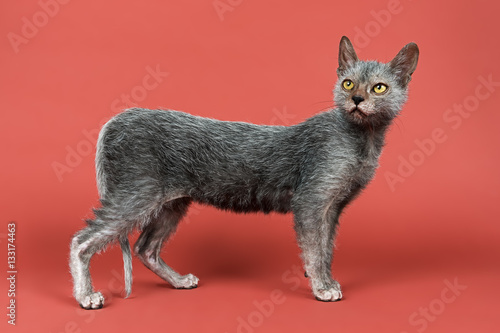 Katzen-Werwolf-13928 photo