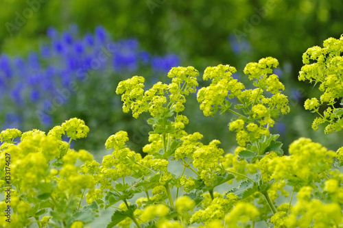 Obraz na płótnie Weicher Frauenmantel, Alchemilla mollis - the plant ladys-mantle, Alchemilla mol