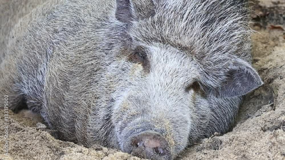 Red Mangalitsa or wooly pig asleep in sand - close up. A pig in the mud is a happy pig. Free-range, outdoors, they have a decent life. Island Koh Phangan, Thailand Red Mangalitsa or wooly pig asleep in sand - close up. A pig in the mud is a happy pig. Free-range, outdoors, they have a decent life. Island Koh Phangan, Thailand