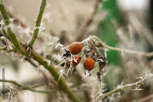Fruit and rose hip branches covered with frost
