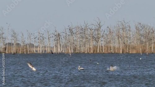 Mississippi Delta Birds
