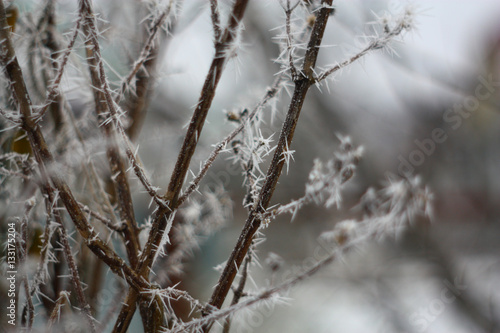 the branches of a Bush covered with frost