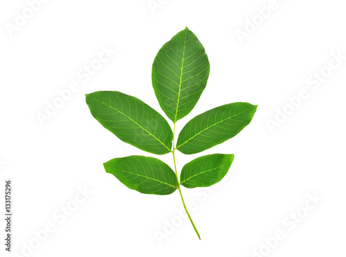 Green walnut leaves