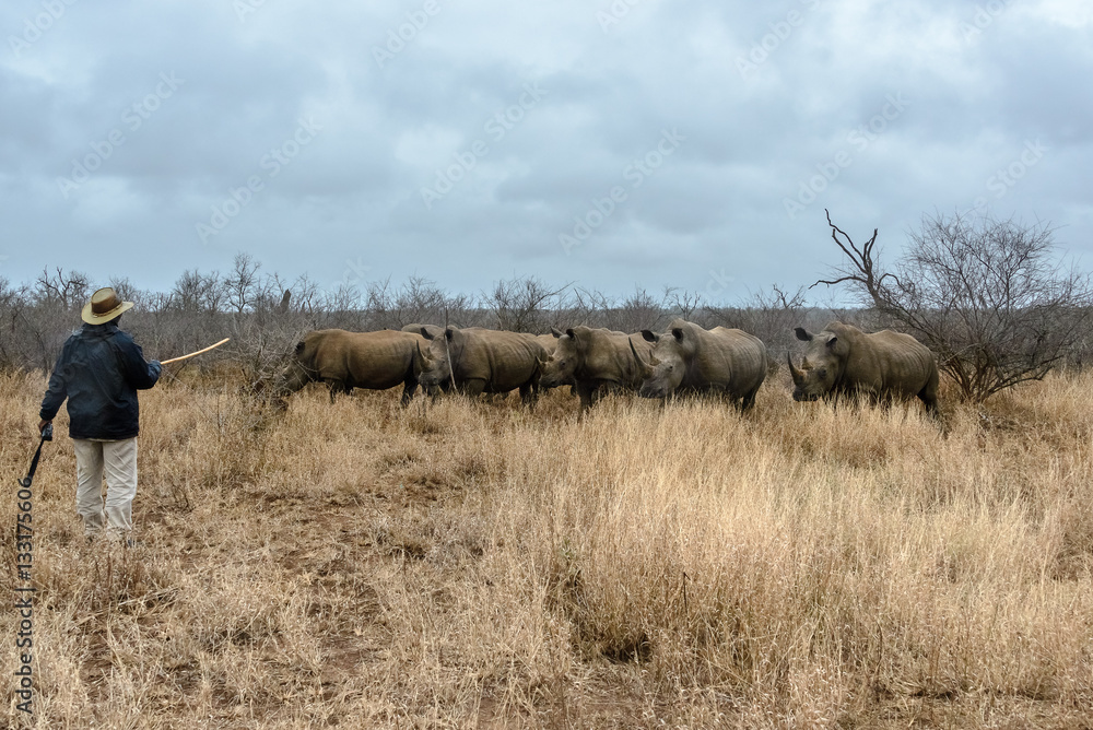 Naklejka premium Local tourist guide in front of a herd of white rhinoceros in Hlane Royal National Park, Swaziland
