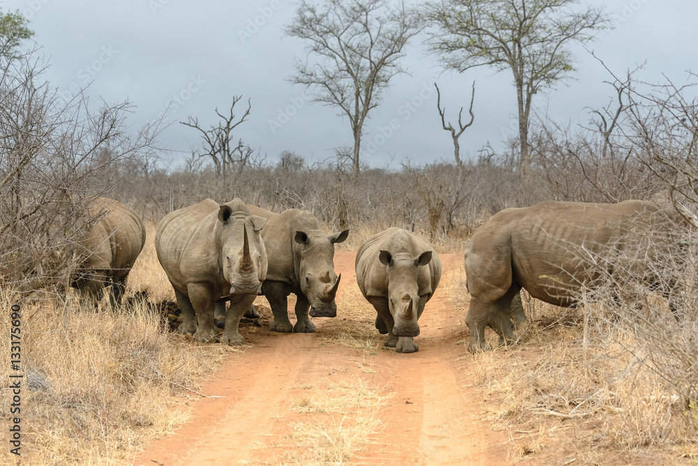 Naklejka premium White rhinoceros in Hlane Royal National Park, Swaziland