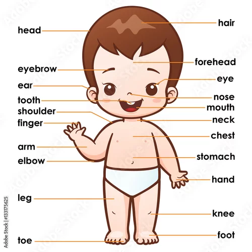 Obraz Wektorowa ilustracja słownictwo część ciało