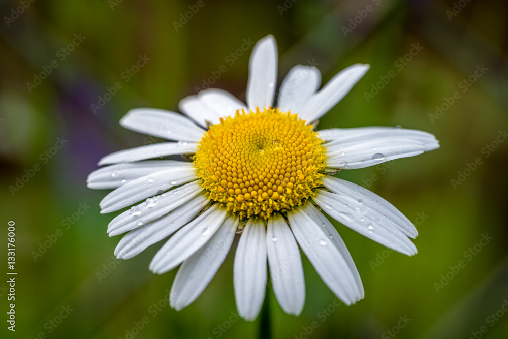 Fototapeta premium The daisy