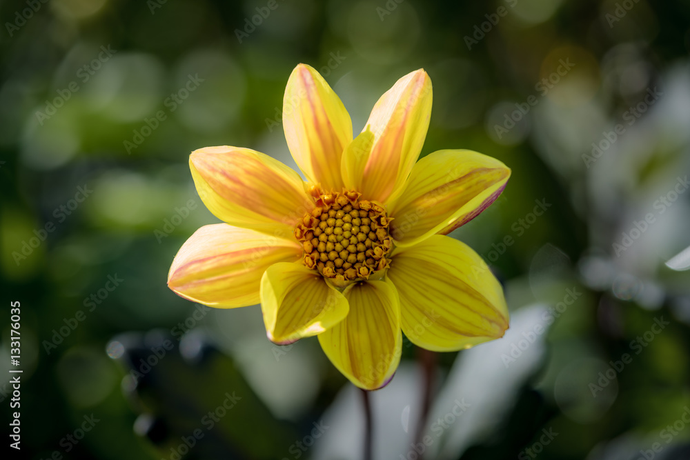 Gentle Flower Stock Photo Adobe Stock