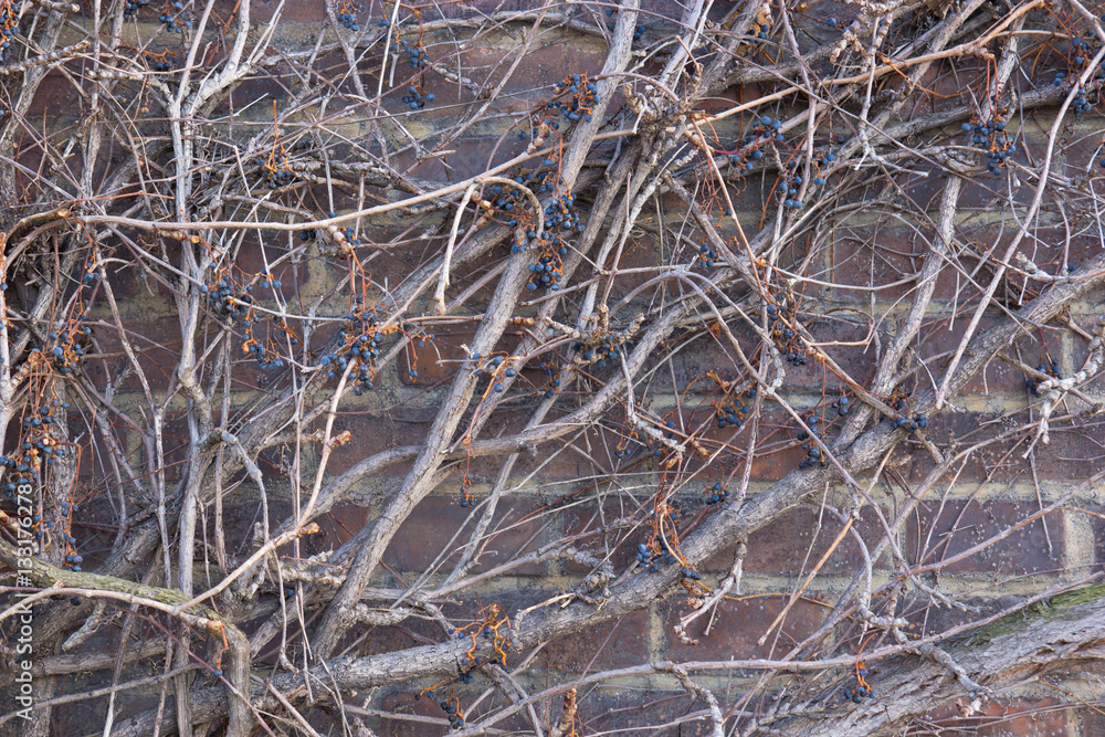 Brown brick wall background with withered vine