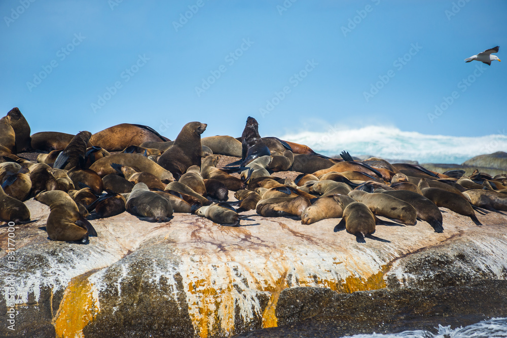 Fototapeta premium Cape Fur Seals at Duiker Island, South Africa