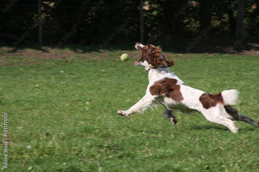 Spaniel dog chasing ball. Spaniel dog chasing ball.