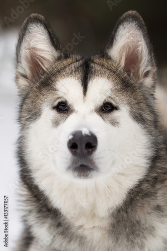 Dog Siberian husky in the winter in the woods.