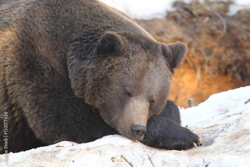 Brown bear into to the snow