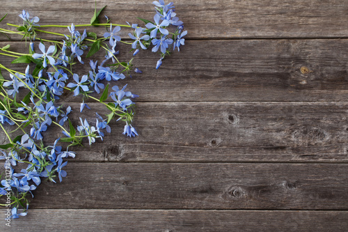 Periwinkle flowers on a wooden background