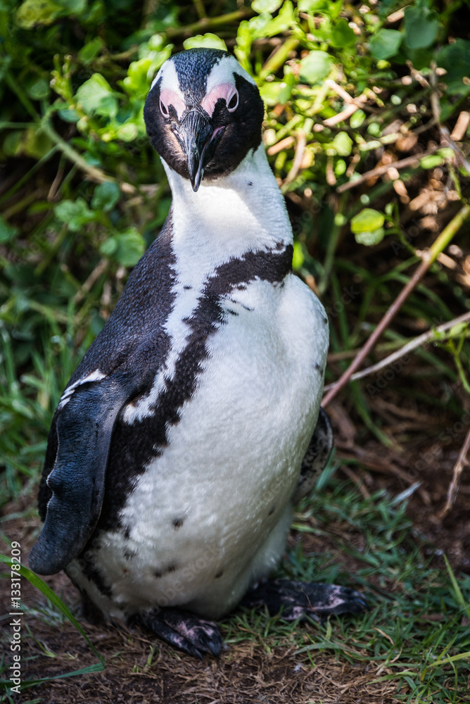 Obraz premium African penguin, also known as Black-Footed or Jackass Penguin, at Boulders Beach in Simon's Town, South Africa