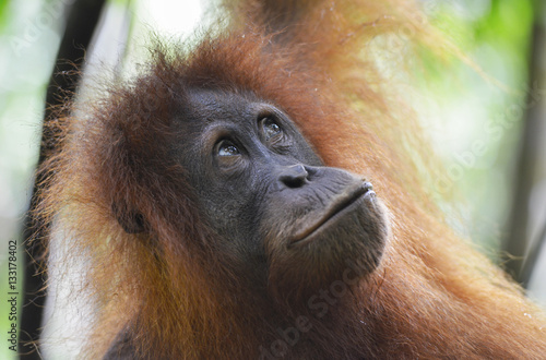 Orangut  n en la selva de Sumatra  Indonesia