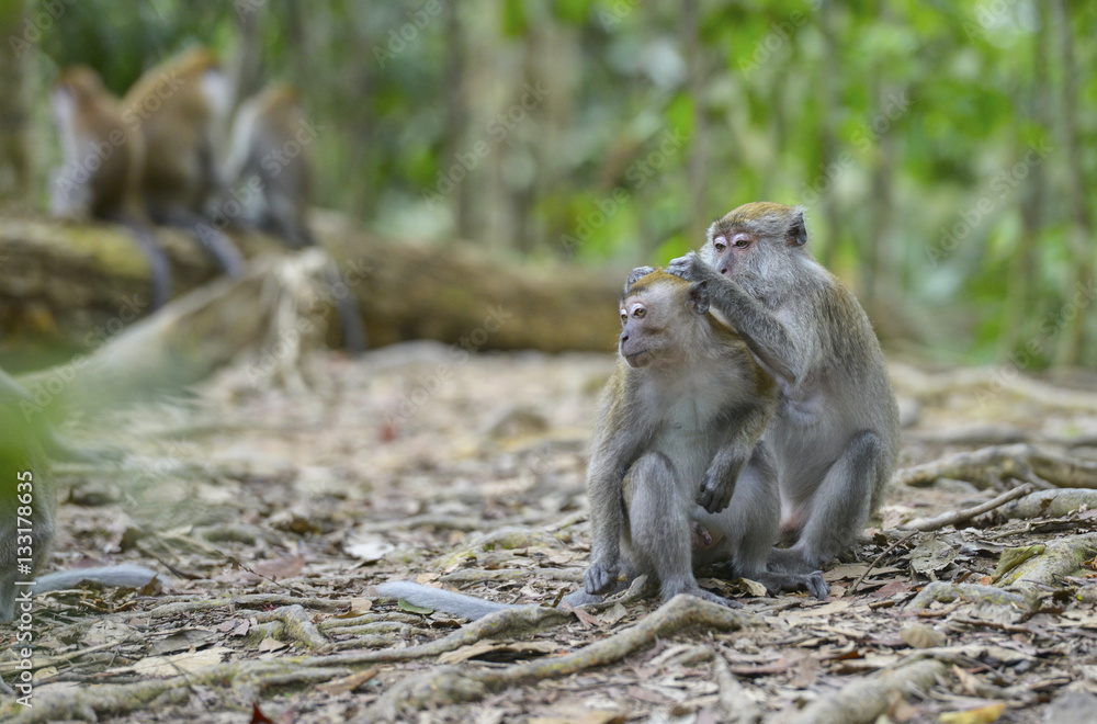 Macaco en la selva de Sumatra, Indonesia