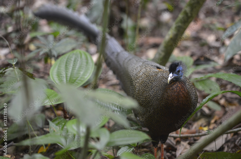Pavo Real, Sumatra, Indonesia Pavo Real, Sumatra, Indonesia
