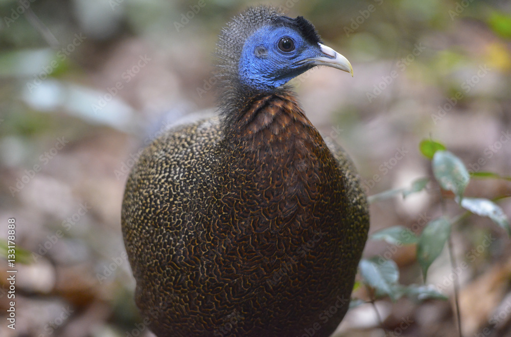 Obraz premium Pavo Real, Sumatra, Indonesia