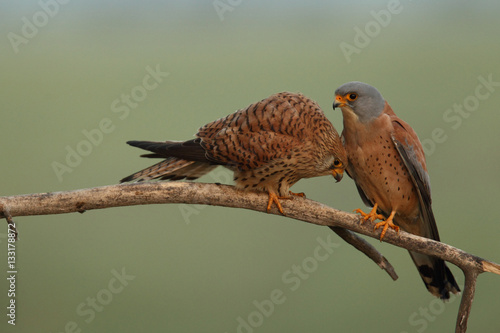 Lesser Kestrel