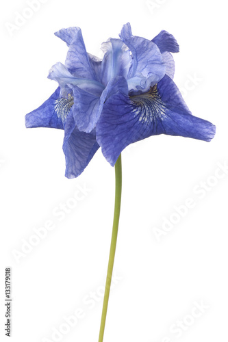 Fototapeta Naklejka Na Ścianę i Meble -  iris flower isolated