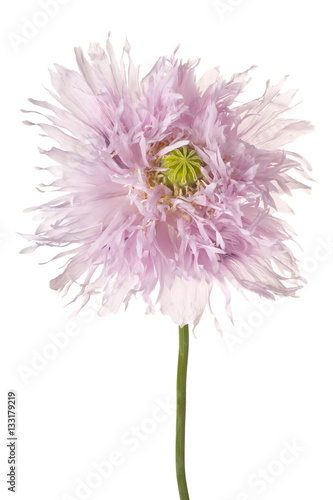 Fototapeta Naklejka Na Ścianę i Meble -  poppy flower isolated