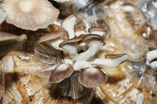Fotografi Cultivation of Bhutan Oyster Mushrooms from spawn in farm.