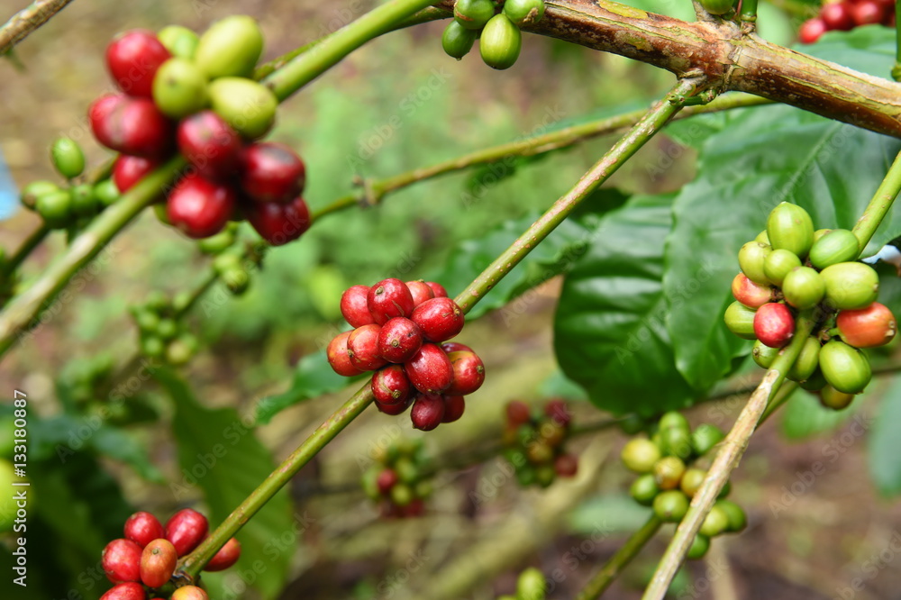 Coffee beans ripening on a tree. Coffee beans ripening on a tree.