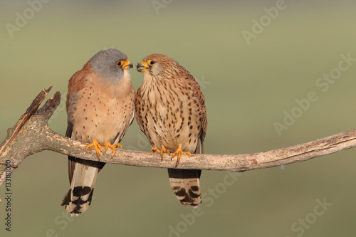 Lesser Kestrel