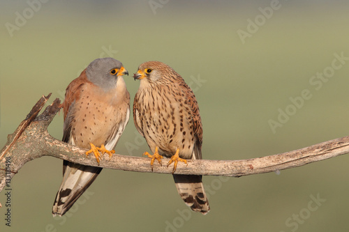 Lesser Kestrel