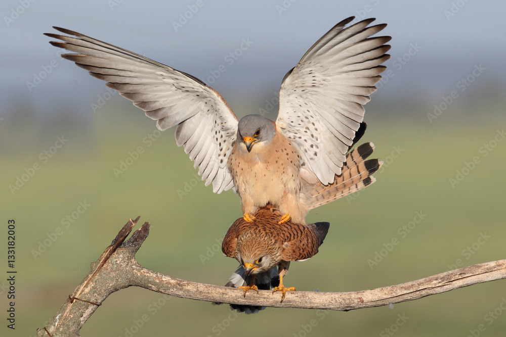 Fototapeta premium Lesser Kestrel