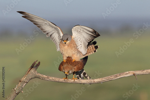 Lesser kestrel, mating ritual photo