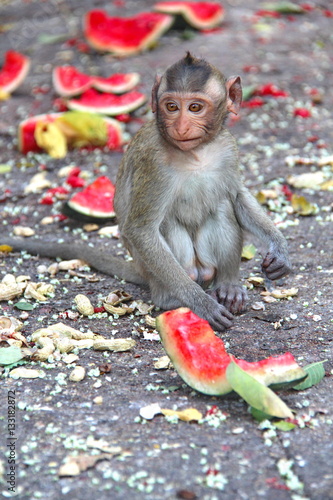 Baby monkey enjoy to be eating watermelon..