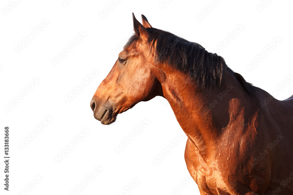 Obraz premium Portrait of a bay horse on white background.